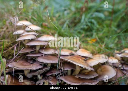 Pilzhaufen auf Waldboden Stockfoto