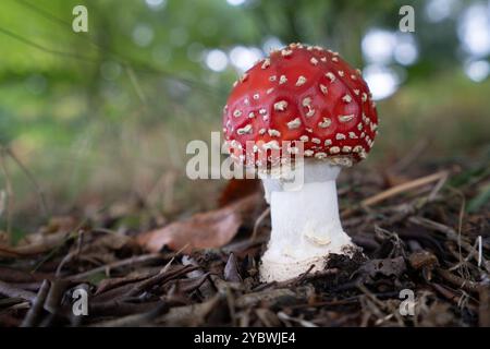 Rothügelpilz mit Fliegenpilz Stockfoto