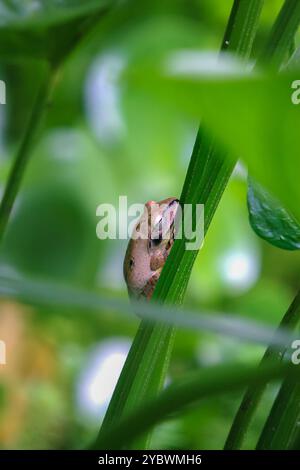 Der gefleckte Baumfrosch, oder Brauers Baumfrosch, ist perfekt auf den grünen Stielen des Teichs getarnt. Die glatte Haut des Frosches und die großen Augen sind groß Stockfoto