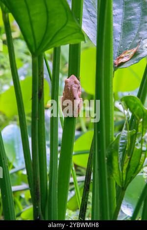 Der gefleckte Baumfrosch, oder Brauers Baumfrosch, ist perfekt auf den grünen Stielen des Teichs getarnt. Die glatte Haut des Frosches und die großen Augen sind groß Stockfoto