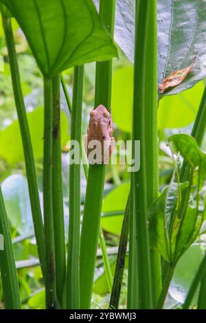 Der gefleckte Baumfrosch, oder Brauers Baumfrosch, ist perfekt auf den grünen Stielen des Teichs getarnt. Die glatte Haut des Frosches und die großen Augen sind groß Stockfoto