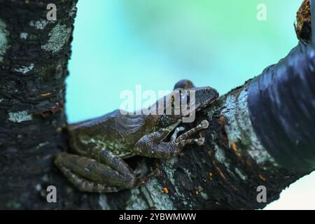 Eine Nahaufnahme eines braunen Baumfrosches (Buergeria robusta), der auf einem Baumzweig thront. Die markante braune Färbung des Frosches und die großen, runden Augen sind klar Stockfoto