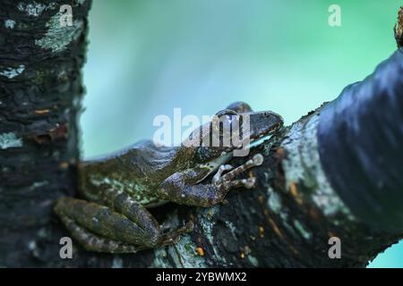 Eine Nahaufnahme eines braunen Baumfrosches (Buergeria robusta), der auf einem Baumzweig thront. Die markante braune Färbung des Frosches und die großen, runden Augen sind klar Stockfoto