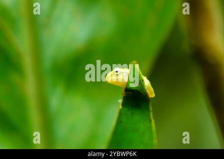 Ein kürzlich metamorphosierter chinesischer Baumfrosch (Hyla chinensis) thront auf einem grünen Blatt. Die hellgrüne Haut und die zarten Merkmale sind deutlich sichtbar. Stockfoto