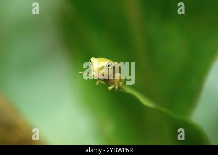 Ein kürzlich metamorphosierter chinesischer Baumfrosch (Hyla chinensis) thront auf einem grünen Blatt. Die hellgrüne Haut und die zarten Merkmale sind deutlich sichtbar. Stockfoto