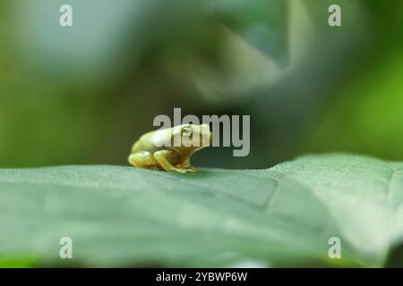 Ein kürzlich metamorphosierter chinesischer Baumfrosch (Hyla chinensis) thront auf einem grünen Blatt. Die hellgrüne Haut und die zarten Merkmale sind deutlich sichtbar. Stockfoto