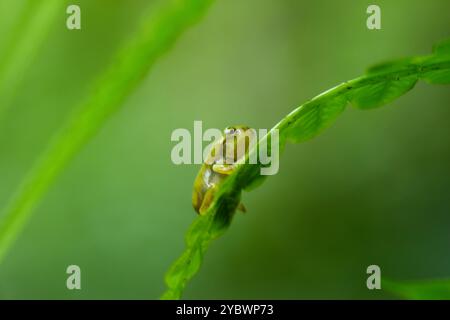 Ein kürzlich metamorphosierter chinesischer Baumfrosch (Hyla chinensis) thront auf einem grünen Blatt. Die hellgrüne Haut und die zarten Merkmale sind deutlich sichtbar. Stockfoto