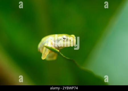 Ein kürzlich metamorphosierter chinesischer Baumfrosch (Hyla chinensis) thront auf einem grünen Blatt. Die hellgrüne Haut und die zarten Merkmale sind deutlich sichtbar. Stockfoto