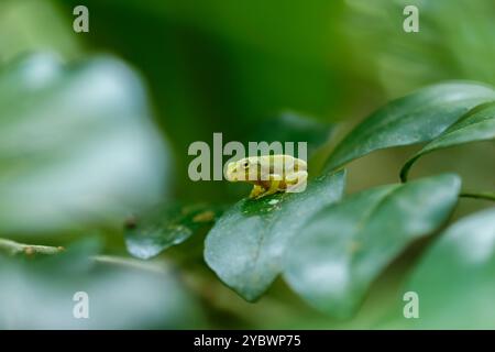 Ein kürzlich metamorphosierter chinesischer Baumfrosch (Hyla chinensis) thront auf einem grünen Blatt. Die hellgrüne Haut und die zarten Merkmale sind deutlich sichtbar. Stockfoto