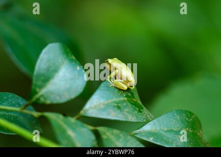 Ein kürzlich metamorphosierter chinesischer Baumfrosch (Hyla chinensis) thront auf einem grünen Blatt. Die hellgrüne Haut und die zarten Merkmale sind deutlich sichtbar. Stockfoto