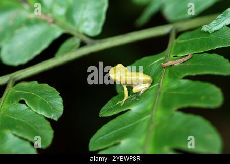 Ein kürzlich metamorphosierter chinesischer Baumfrosch (Hyla chinensis) thront auf einem grünen Blatt. Die hellgrüne Haut und die zarten Merkmale sind deutlich sichtbar. Stockfoto