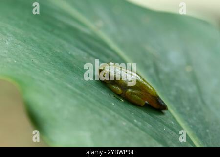 Ein kürzlich metamorphosierter chinesischer Baumfrosch (Hyla chinensis) thront auf einem grünen Blatt. Die hellgrüne Haut und die zarten Merkmale sind deutlich sichtbar. Stockfoto