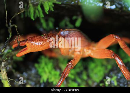 Ein Makrofoto des Gesichts einer Süßwasserkrabbe aus Rathbun mit seinen komplizierten Details und seiner auffälligen roten Farbe. Die Augen und die Kraft der Krabbe Stockfoto