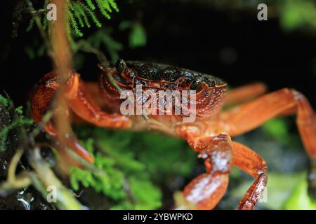Ein Makrofoto des Gesichts einer Süßwasserkrabbe aus Rathbun mit seinen komplizierten Details und seiner auffälligen roten Farbe. Die Augen und die Kraft der Krabbe Stockfoto