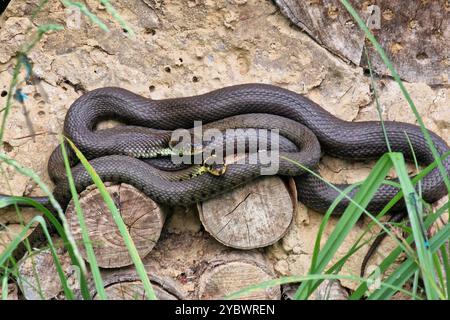 Zwei gegrillte Grasschlangen (Natrix helvetica), die sich in der Sonne aufwärmen Stockfoto