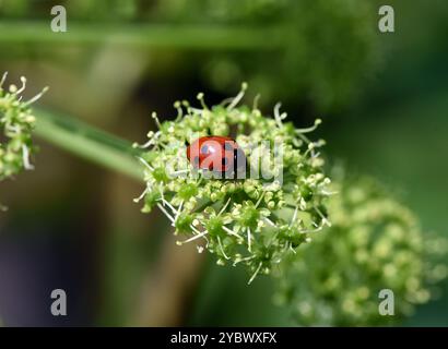 Semptempunctata Marienkaefer, Coccinella, ist ein Huebscher roter Kaefer mit schwarzen Punkte. Das Insekt ist sehr nuetzlich und frisst viele Blattlae Stockfoto