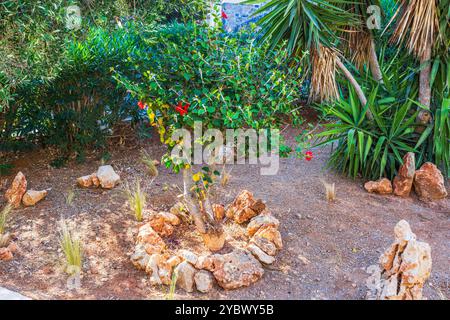 Kleiner tropischer Baum mit roten Blumen im Garten, umgeben von Felsen, grünen Büschen und Palmenblättern unter Sonnenlicht. Griechenland. Stockfoto