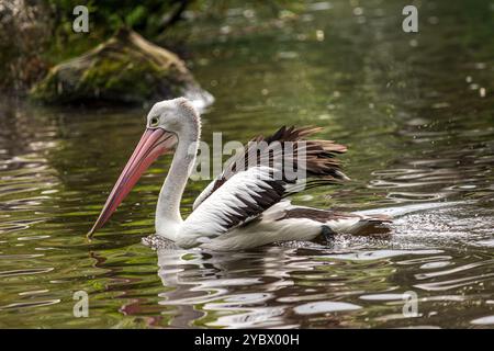 Blick auf den australischen Pelikan, Pelecanus conspicillatus, der im See schwimmt Stockfoto