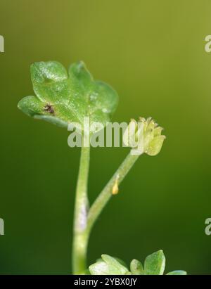 Kleinblühiger Butterbecher - Ranunculus parviflorus Stockfoto