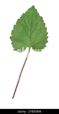 Kriechende Bellblume - Campanula rapunculoides Stockfoto