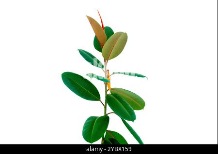 Decora-Baum, indischer Gummibaum, Gummipflanze isoliert auf weißem Hintergrund, Innenpflanze Ficus in einem Topf isoliert auf weißem Hintergrund. Blume als Dekor Stockfoto