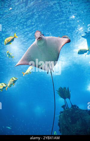 Ein anmutiger Strahl gleitet durch das Wasser am Lissabonner Oceanário, umgeben von verschiedenen Fischen in einem lebendigen Meereshabitat. Stockfoto