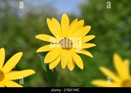 Mehrjährige Sonnenblume - Helianthus x laetiflorus Stockfoto