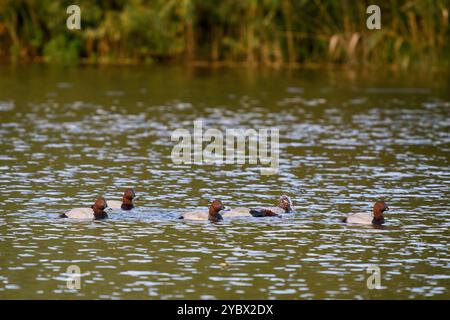 Eine Gruppe von Pochard-Enten schwimmen auf einem Teich mit dem Schilf im Hintergrund Stockfoto