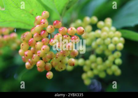 Nahaufnahme von Viburnum opulus oder Gelderrosen-Beeren Stockfoto