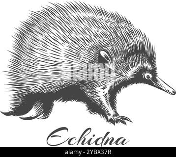 Handgezeichnete Echidna-Skizze Stock Vektor