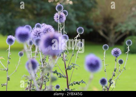 Blaue Globus Disteln oder echinops im Garten Stockfoto