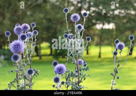 Blaue Globus Disteln oder echinops im Garten Stockfoto