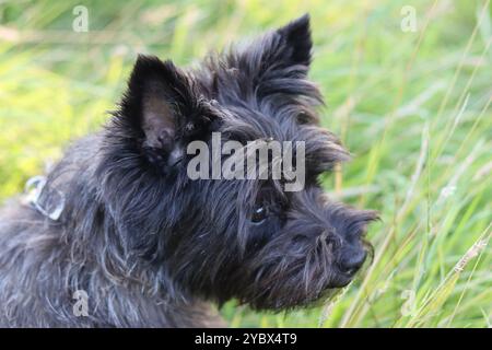 Porträt eines Cairn Terriers Stockfoto