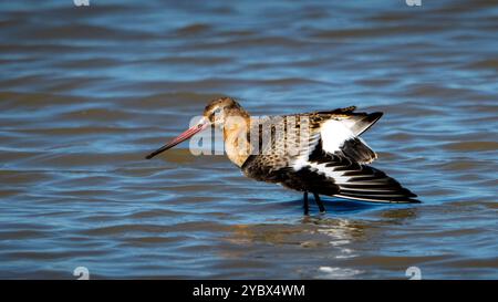 Schwarzschwanzgottwit - Limosa limosa - Waten nahe der Küste Stockfoto