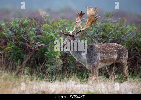 Damhirsch - Dama Dama - Bushy Park, London Stockfoto