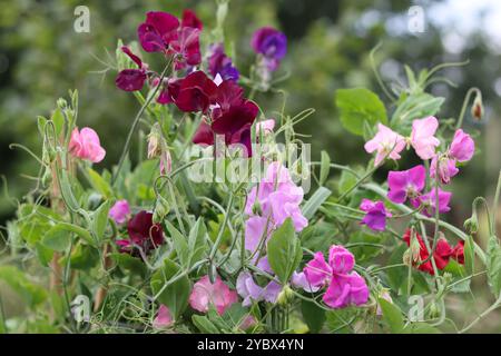 Bunte gemischte Süßerbsen in einem Hüttengarten Stockfoto