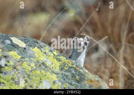 Niedlicher Herbstbock (Mustela erminea), der während der Herbstmühle aus seiner Höhle in den Felsen auftaucht. Alpen. Horizontal. Oktober. Stockfoto