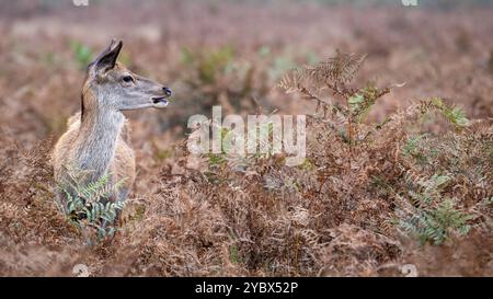 Rotwild, die in Bracken steht und wachsam ist Stockfoto