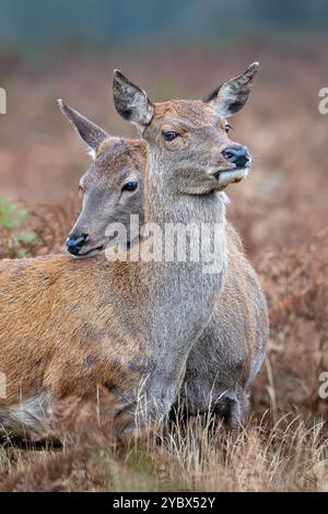 Zwei Weibliche Rotwild Nahe Beieinander Stockfoto