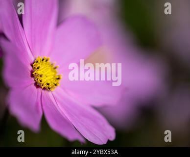 COSMOS Blume Nahaufnahme mit selektivem Fokus Stockfoto