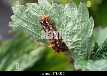 Knot Grass Moth Caterpillar – Acronicta rumicis, auf Strawberry Leaf Stockfoto