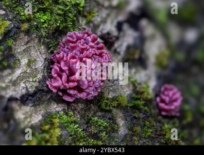 Purple Gelee Brain Pilz - Ascocoryne sarkoides, Nahaufnahme Stockfoto