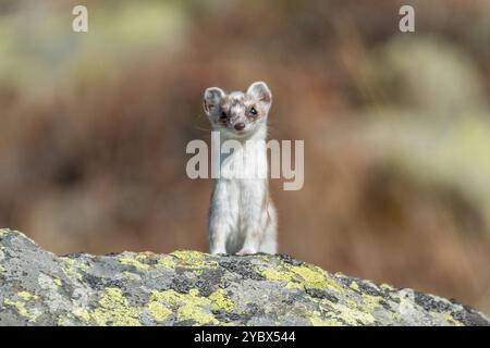 Vorderansicht eines Hermelins (auch als Hermelin bezeichnet), der auf einem Stein vor herbstlichem Hintergrund steht. Alpen. Stockfoto