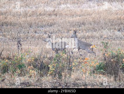 Zwei Hirsche laufen auf dem Ackerfeld. Stockfoto