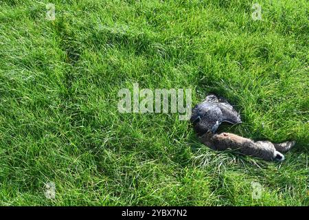 Beizjagd in Ostfriesland. Ein Adler hat einen Feldhasen erlegt. In Niedersachsen haben an diesem Wochenende 20 Falkner aus ganz Europa, an einer traditionellen Beizjagd teilgenommen. Im Jahr 2010 erhielt die Beizjagd besondere Anerkennung: Sie wurde in die repräsentative Liste des immateriellen Kulturerbes der Menschheit der UNESCO aufgenommen. Das Treffen in Riepe bietet den Falknern eine Gelegenheit, ihre beeindruckenden Jagdvögel in Aktion zu zeigen und sich über Techniken und Erfahrungen auszutauschen. Für Naturliebhaber und interessierte ist es ein seltenes Spektakel, die jahrhunderte alt Stockfoto