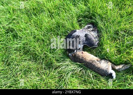 Beizjagd in Ostfriesland. Ein Adler hat einen Feldhasen erlegt. In Niedersachsen haben an diesem Wochenende 20 Falkner aus ganz Europa, an einer traditionellen Beizjagd teilgenommen. Im Jahr 2010 erhielt die Beizjagd besondere Anerkennung: Sie wurde in die repräsentative Liste des immateriellen Kulturerbes der Menschheit der UNESCO aufgenommen. Das Treffen in Riepe bietet den Falknern eine Gelegenheit, ihre beeindruckenden Jagdvögel in Aktion zu zeigen und sich über Techniken und Erfahrungen auszutauschen. Für Naturliebhaber und interessierte ist es ein seltenes Spektakel, die jahrhunderte alt Stockfoto