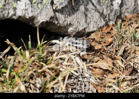 ASP Viper Vipera Aspis Gran Paradiso Nationalpark Italienische Alpen Stockfoto