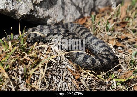 ASP Viper Vipera Aspis Gran Paradiso Nationalpark Italienische Alpen Stockfoto