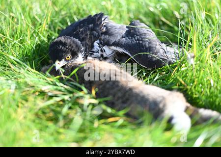 Beizjagd in Ostfriesland. Ein Adler hat einen Feldhasen erlegt. In Niedersachsen haben an diesem Wochenende 20 Falkner aus ganz Europa, an einer traditionellen Beizjagd teilgenommen. Im Jahr 2010 erhielt die Beizjagd besondere Anerkennung: Sie wurde in die repräsentative Liste des immateriellen Kulturerbes der Menschheit der UNESCO aufgenommen. Das Treffen in Riepe bietet den Falknern eine Gelegenheit, ihre beeindruckenden Jagdvögel in Aktion zu zeigen und sich über Techniken und Erfahrungen auszutauschen. Für Naturliebhaber und interessierte ist es ein seltenes Spektakel, die jahrhunderte alt Stockfoto