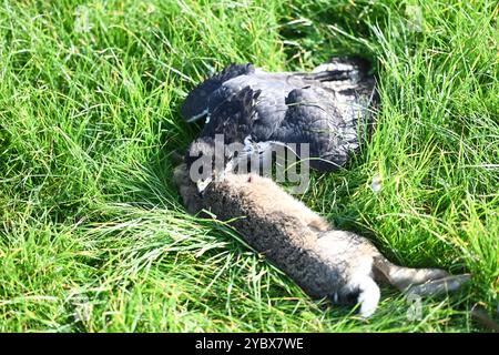 Beizjagd in Ostfriesland. Ein Adler hat einen Feldhasen erlegt. In Niedersachsen haben an diesem Wochenende 20 Falkner aus ganz Europa, an einer traditionellen Beizjagd teilgenommen. Im Jahr 2010 erhielt die Beizjagd besondere Anerkennung: Sie wurde in die repräsentative Liste des immateriellen Kulturerbes der Menschheit der UNESCO aufgenommen. Das Treffen in Riepe bietet den Falknern eine Gelegenheit, ihre beeindruckenden Jagdvögel in Aktion zu zeigen und sich über Techniken und Erfahrungen auszutauschen. Für Naturliebhaber und interessierte ist es ein seltenes Spektakel, die jahrhunderte alt Stockfoto